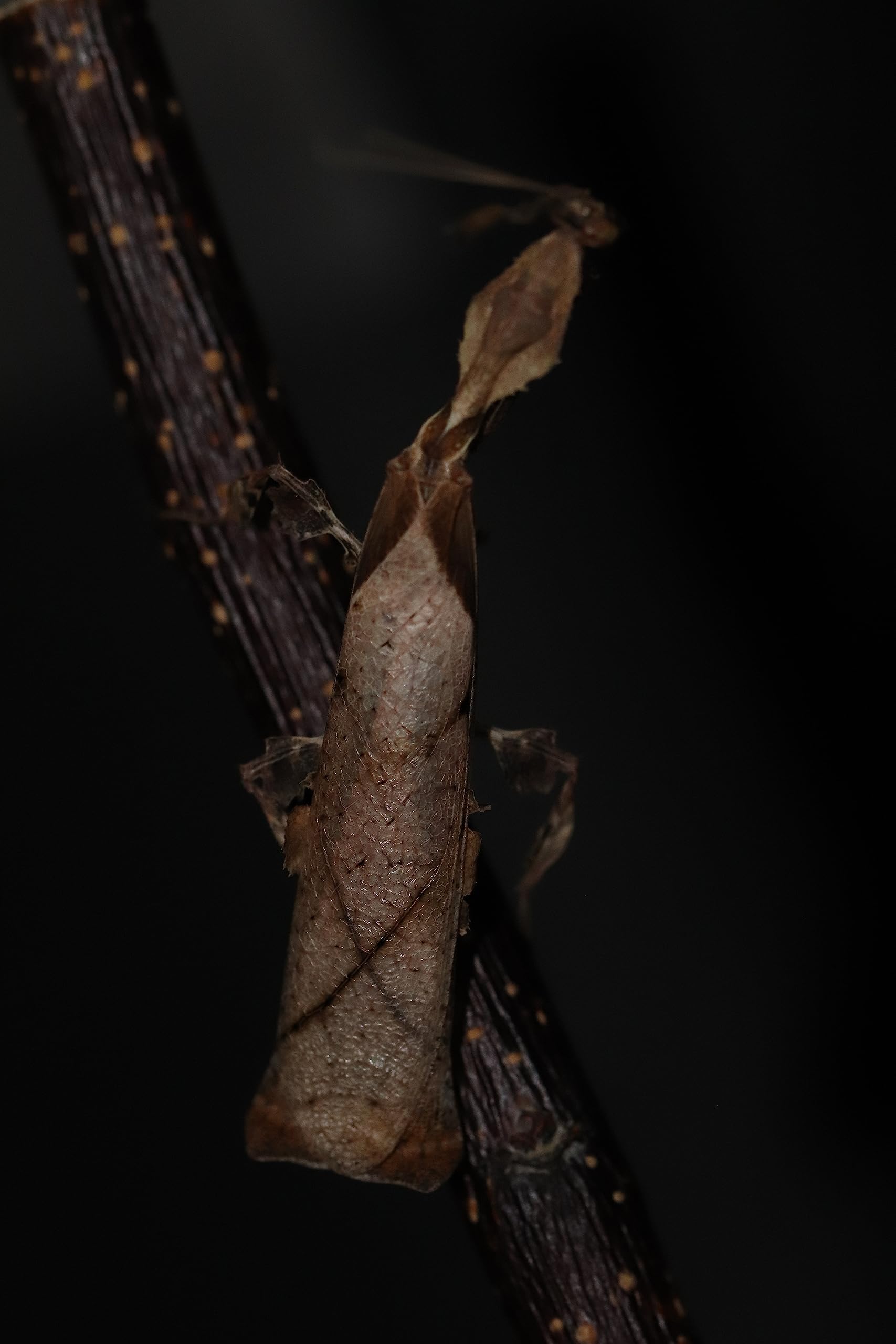 Amazon | ゴーストマンティス Phyllocrania paradoxa カマキリ